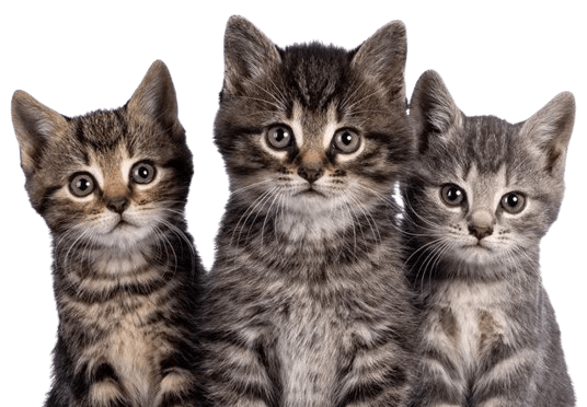 image-cat cat-photo